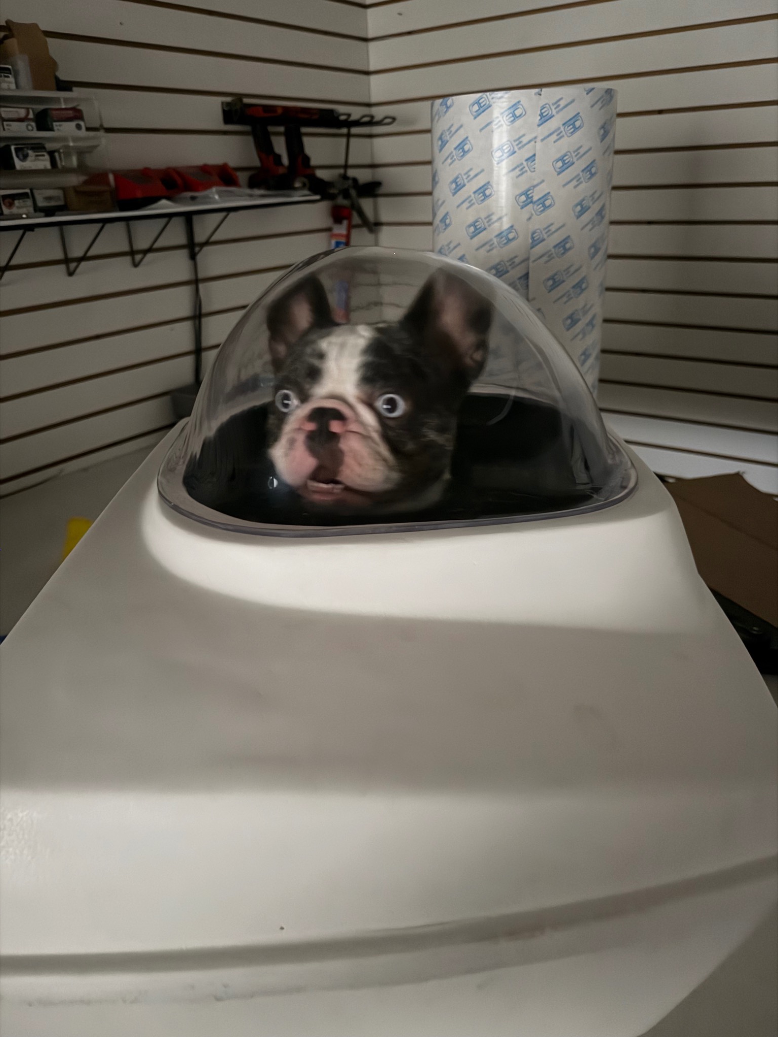 French bulldog inside the DOG PACK dome